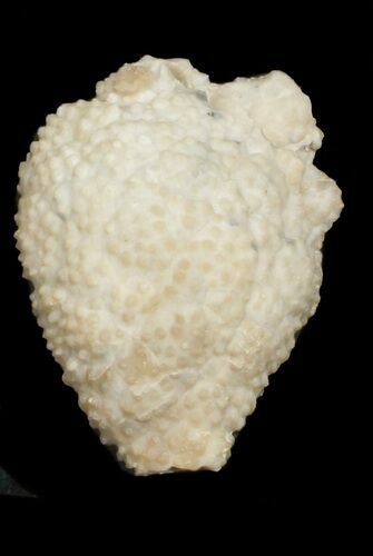 Cystoid (Holocystites) Fossil - Indiana #62021